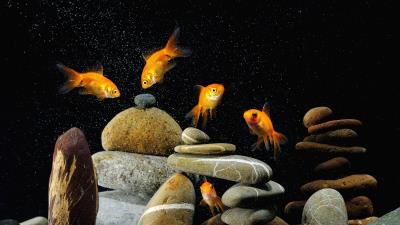 Fish aquarium rocks black background 4k wallpaper