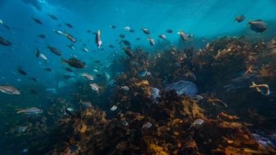 Fish corals algae 4k wallpaper