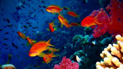 Fish corals aquarium 4k wallpaper