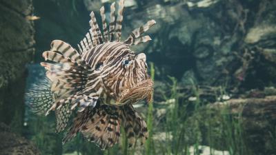 Fish exotic swim 4k wallpaper