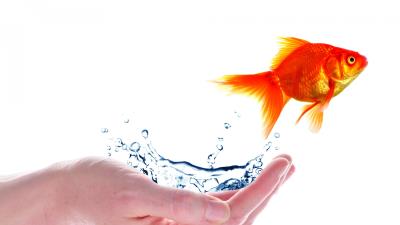 Fish palm spikes white background jump 4k wallpaper