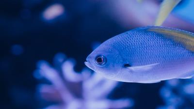 Fish scales tail 4k wallpaper