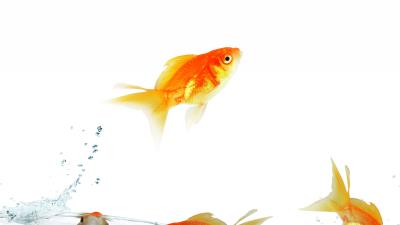 Fish traffic water white background 4k wallpaper
