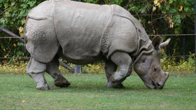 Food grass nature reserve rhin 4k wallpaper