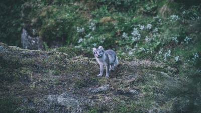 Fox arctic fox look 4k wallpaper