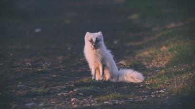 Fox arctic fox sits 4k wallpaper