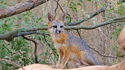 Fox beast cute image 4k wallpaper