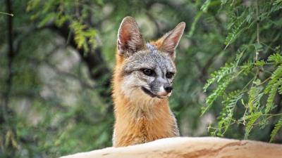 Fox beast cute 4k wallpaper