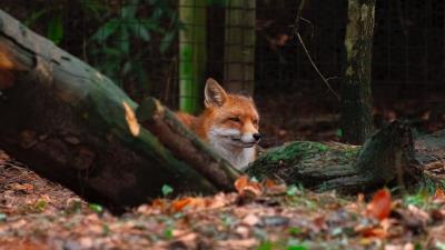 Fox brown animal 4k wallpaper