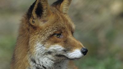 Fox close up fac 4k wallpaper