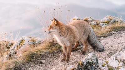 Fox glance animal image 4k wallpaper