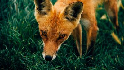 Fox muzzle grass 4k wallpaper