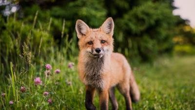 Fox muzzle sight 4k wallpaper