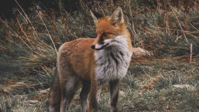 Fox predator cub 4k wallpaper