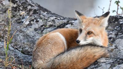 Fox predator glance 4k wallpaper