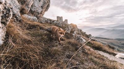 Fox rocks grass 4k wallpaper