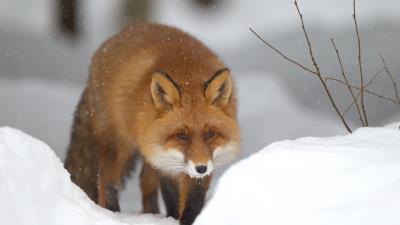 Fox snow forest winte 4k wallpaper