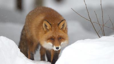 Fox snow forest winter 4k wallpaper