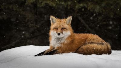 Fox snow lie predator 4k wallpaper