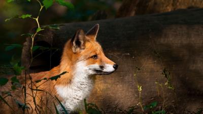 Fox timber wood watc 4k wallpaper