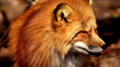 Fox tongue predator 4k wallpaper