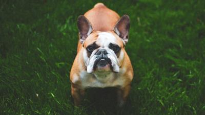 French bulldog dog grass 4k wallpaper