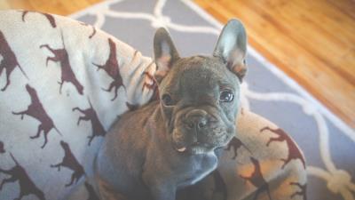French bulldog puppy dog muzzle 4k wallpaper