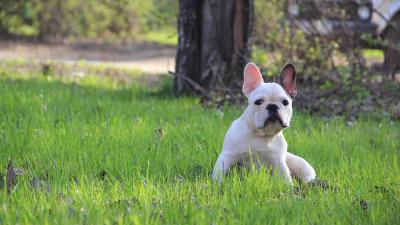 French bulldog puppy grass 4k wallpaper