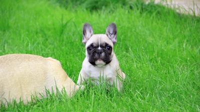 French bulldog puppy look brand grass 4k wallpaper