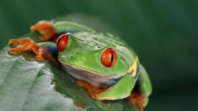 Frog eyes leaf we 4k wallpaper