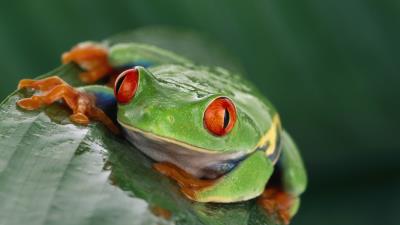 Frog eyes leaf wet 4k wallpaper