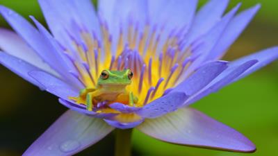 Frog lotus amphibian 4k wallpaper