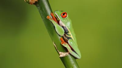 Frog macro green 4k wallpaper