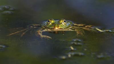 Frog pond eyes wate 4k wallpaper