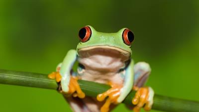 Frog red eye stem green background 4k wallpaper
