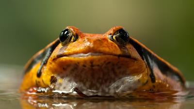 Frog toad eyes 4k wallpaper