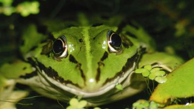 Frog water duckwee 4k wallpaper