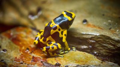 Frog yellow spotted 4k wallpaper