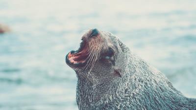 Fur seal cry muzzle water 4k wallpaper