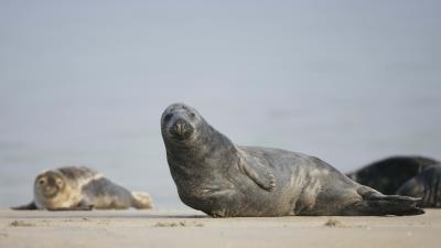Fur seal mammal sand 4k wallpaper