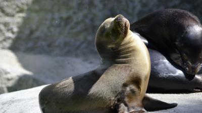 Fur seal playful couple 4k wallpaper