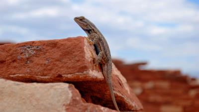 Gecko lizard reptile rocks 4k wallpaper