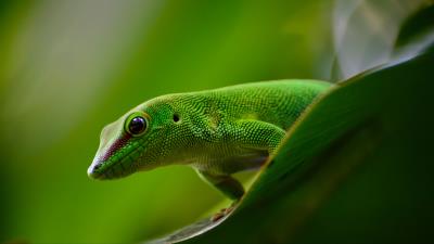 Gecko lizard reptile 4k wallpaper