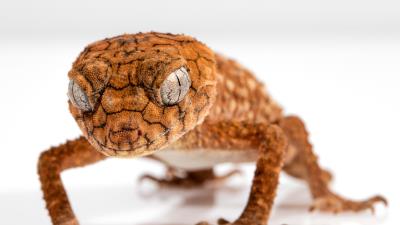 Gecko reptile lizard close up 4k wallpaper