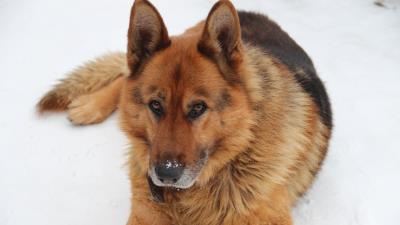 German shepherd dog muzzle lying look 4k wallpaper