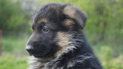 German shepherd dog puppy muzzle 4k wallpaper