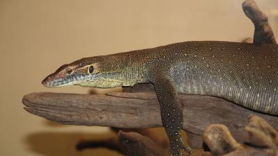 Giant lizard lie littl 4k wallpaper