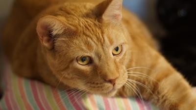 Ginger cat cat lying muzzle 4k wallpaper