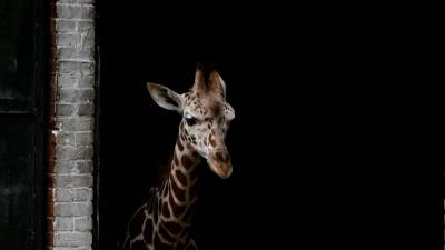 Giraffe animals spots 4k wallpaper