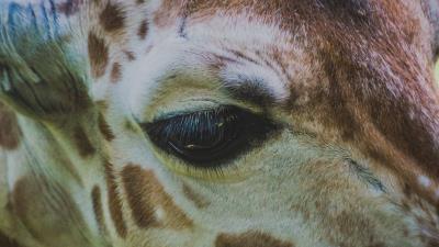 Giraffe eye muzzle 4k wallpaper